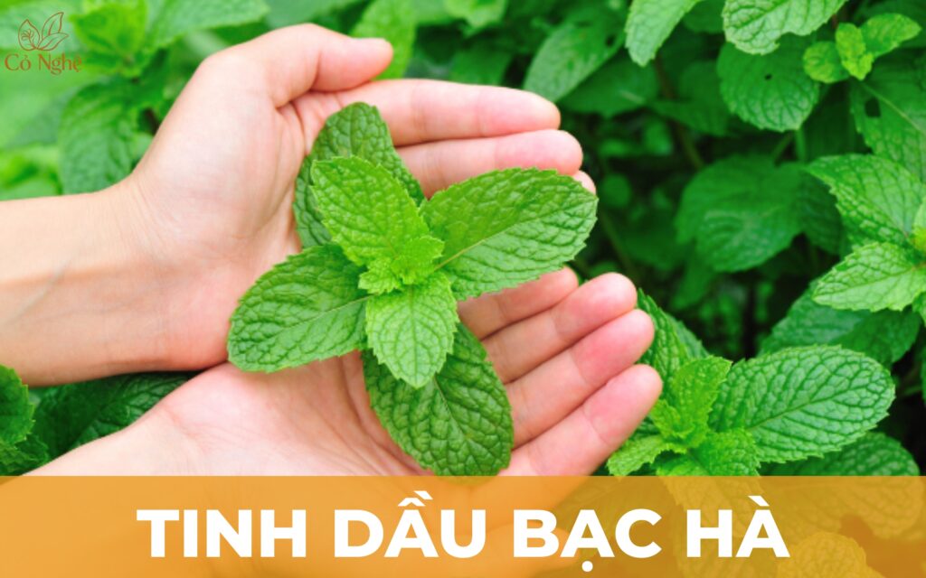 tinh-dau-bac-ha