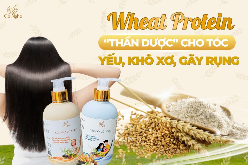 wheat-protein-trong-dau-goi-co-nghe